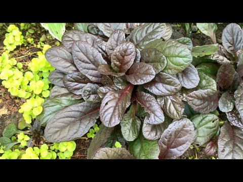 Видео: Красуня з питанням….