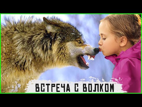 Видео: 🐺 Волк спас ребенка – волк отомстил без крови. Таежные истории про животных. Случай в тайге