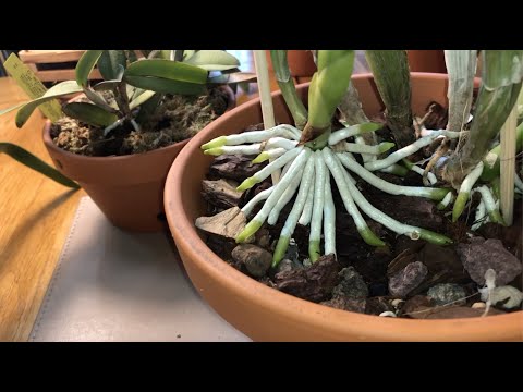 Видео: Свежий импорт из Бразилии от Lucke. Oрхидеи без корней. Aдаптация за 2 месяца