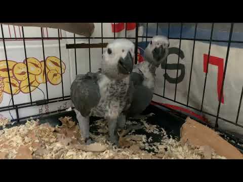 Видео: Разведение попугаев Жако Конго