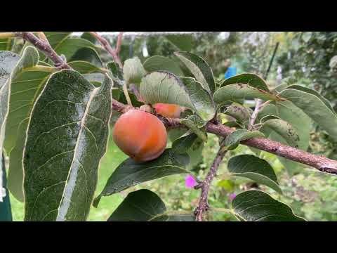 Видео: Хурма сорт Мидер . Persimmon tree Meader