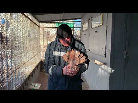 Видео: Кировоградские голуби - достояние Казахстана.