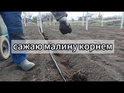 Видео: Высаживаю малину на ягоду