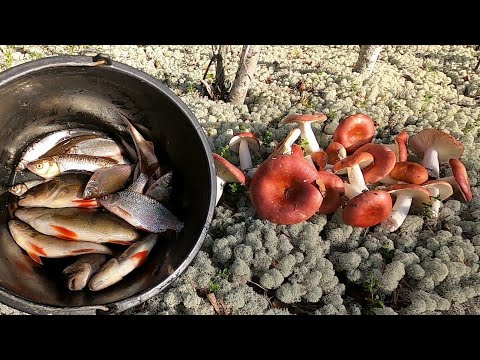 Видео: ДИКИЕ БЕЗЛЮДНЫЕ МЕСТА, РЫБАЛКА, ПОПЛАВОК, ОТЛИЧНЫЕ ГОРБАЧИ И ЗАЧЁТНЫЕ СОРОГИ +БОНУС, ВКУСНЫЕ ГРИБЫ!
