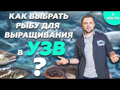 Видео: Как ПРАВИЛЬНО выбрать РЫБУ ДЛЯ ВЫРАЩИВАНИЯ в УЗВ? Часть 1 | Бизнес с нуля