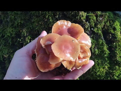 Видео: Помаранчеве чудо - фламуліна, зимовий опеньок👍🏻👍🏻👍🏻