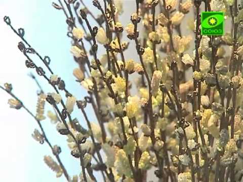 Видео: Творческая мастерская. Бисер