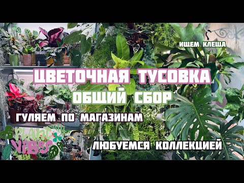 Видео: Обзор цветочных магазинов | коллекция растений | монстера с авито | цветочная сходка
