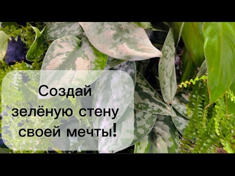 Видео: Зелёная стена в доме. 🌿☘️💚Как сделать это правильно!😊