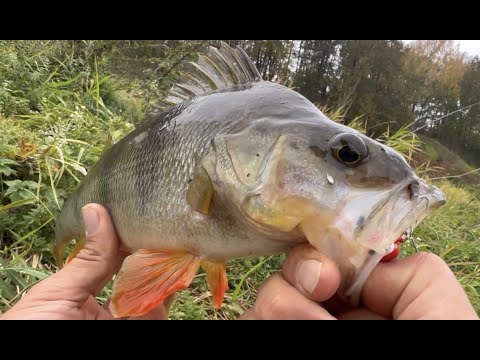 Видео: Рыбалка с берега! Осенний клёв!