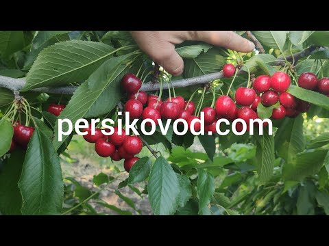 Видео: Обзор черешень ! persikovod.com