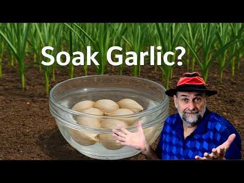 Видео: Этот трюк с посадкой чеснока вас удивит.