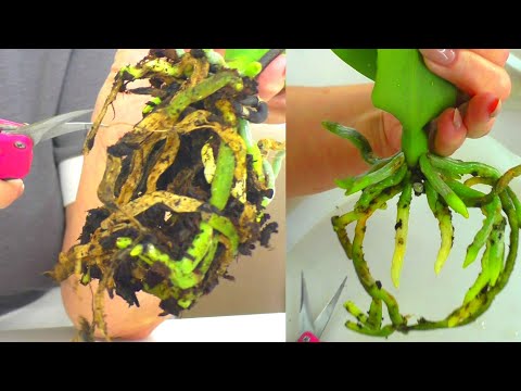 Видео: Орхидея - "Подкидыш", была с гнилыми корнями. Новые корни выросли сами. Пересадка...