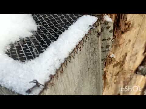 Видео: Проверка ловушек на соболя.
