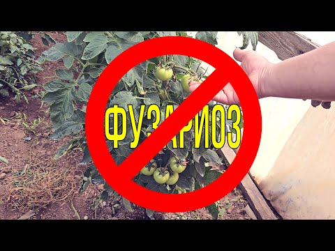 Видео: Starteco подавляет фузариоз