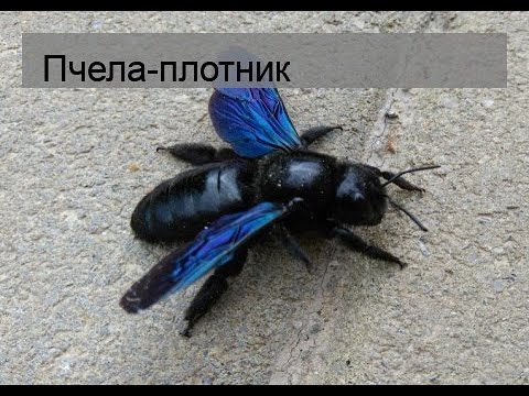 Видео: Пчела-плотник