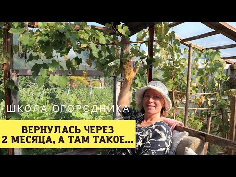 Видео: Огород в Калиновке удивил даже меня! Два месяца без ухода, а выросло ВСЁ!