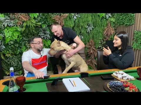 Видео: Никто не ожидал что наш последний вечер вместе пойдет так... О.С... Гаяна... питбуль Граф...