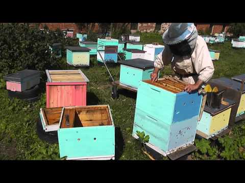 Видео: метод Цебро работа №22