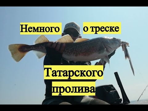 Видео: Немного от треске Татарского пролива / Pacific Cod & Walleye Pollack