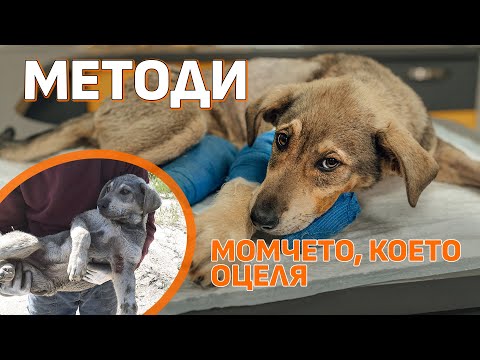 Видео: Методи | Спешно отделение #dogrescue #animalrescue