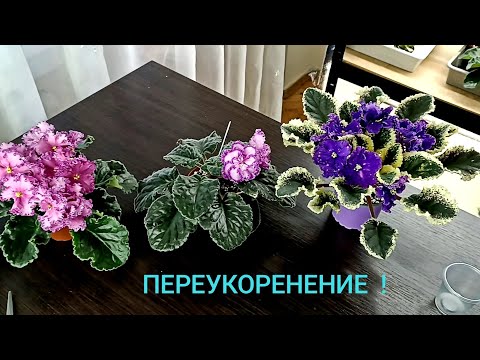 Видео: ПЕРЕУКОРЕНЯЕМ ФИАЛКИ! НАШИ ДЕЙСТВИЯ ПОСЛЕ ПЕРЕУКОРЕНЕНИЯ !