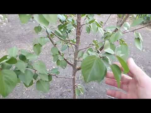 Видео: Срочно исправляем крону дерева