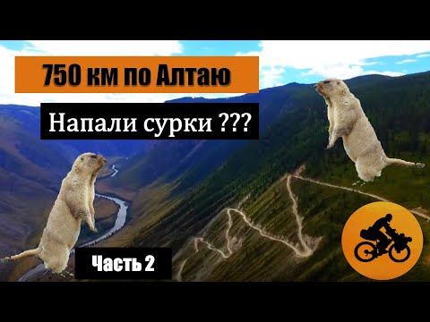 Видео: 750 км на велосипеде по Алтаю. Часть 2. Финал.