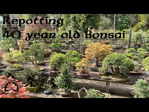 Видео: Пересадка 40-летнего кедра — бонсай из гринвуда