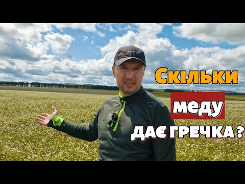 Видео: Взяток з гречки. Скільки меду дає гречка?