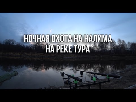 Видео: ОСЕННЯЯ ОХОТА НА НАЛИМА НА РЕКЕ ТУРА