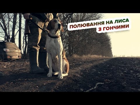 Видео: Полювання на лиса з гончими/ Охота на лису с гончими