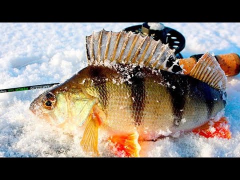 Видео: Պերկեսի ձկնորսություն ձմռանը Հայաստանում 2025/ Рыбалка на окуня зимой в Армении 2025