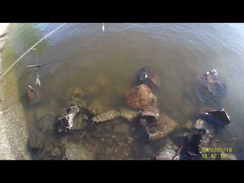 Видео: Вечерняя рыбалка на Амуре на резинку в районе Речного Порта