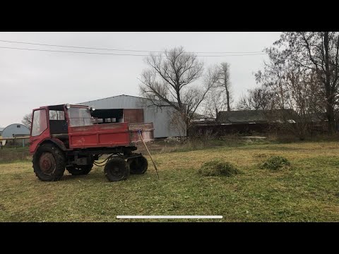 Видео: Остання травичка поросятам цього сезону! Ростуть як на дріжджах! 🐷