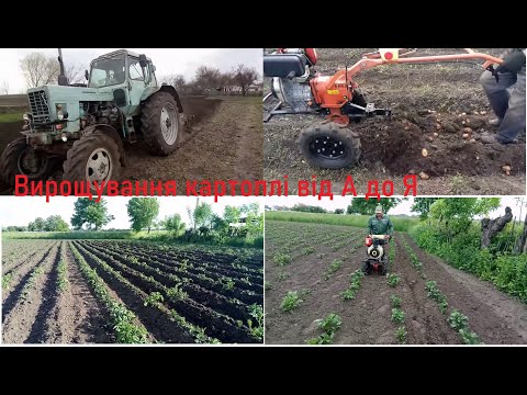 Видео: Вирощуємо картоплю повний цикл робіт від оранки до збирання урожаю