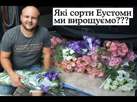 Видео: Які сорти Еустоми ми вирощуємо? / Какие сорта эустома мы выращиваем?