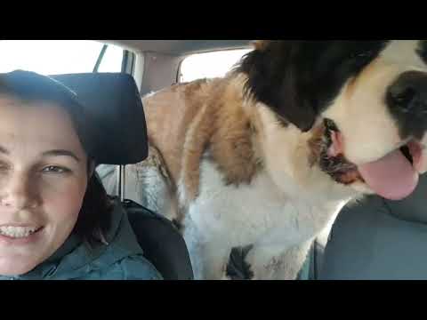 Видео: 💐ПЪЦКАНА НА ПАША, РАЗСАД ДОМАТИ, С ВЯРА ЗА КОКИЧЕТА💐