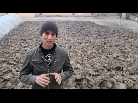 Видео: Sabzi ekish uchun yer tayyorlash / Сабзи экиш учун ер тайёрлаш