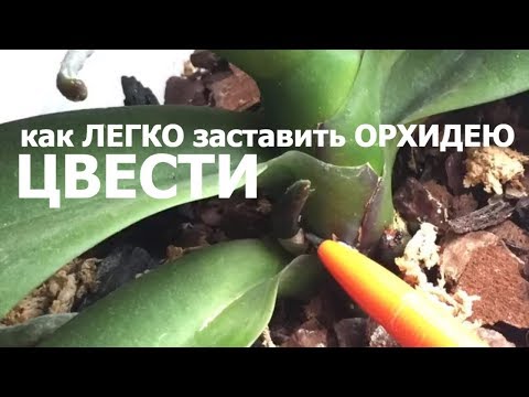 Видео: КАК легко ЗАСТАВИТЬ ЦВЕСТИ ОРХИДЕЮ сделайте это и орхидея начнет цвести