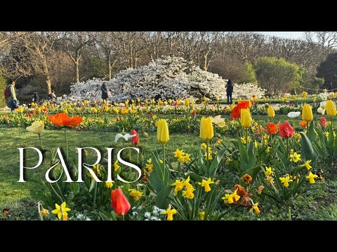 Видео: 🇫🇷Цветение сакуры "Shirotae" 🌸 Весенняя прогулка по Парижу с кофе и угощениями