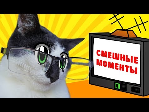 Видео: ЛУЧШИЕ ПРИКОЛЫ С КОТАМИ! КОТ и КОШКА МУРКА и  СМЕШНЫЕ МОМЕНТЫ СО СЪЕМОК! наши Приколы и Фейлы
