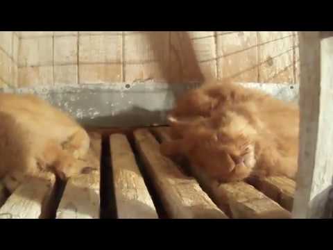 Видео: КОКЦИДІОЗ У КРОЛІВ/СТРАШНА ХВОРОБА