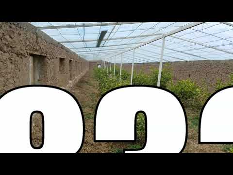 Видео: тарзи шинондани лимон