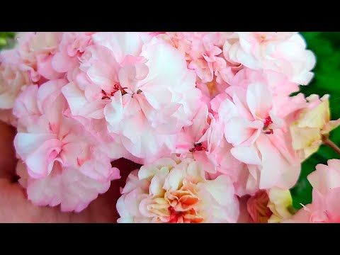 Видео: 3 посылки с новыми черенками пеларгоний, красивые и интересные сорта