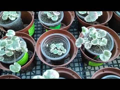 Видео: #468.Процесс черенкования  пеларгонии в летнее время,организация места для укоренения черенков.