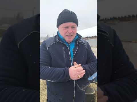 Видео: ФЕРМА С НУЛЯ. ОСОБЕННОСТИ КОРМЛЕНИЯ ОВЕЦ ВО ВРЕМЯ ОКОТА! ГОЛДЕН ЛАМБ. Оборудование фермы