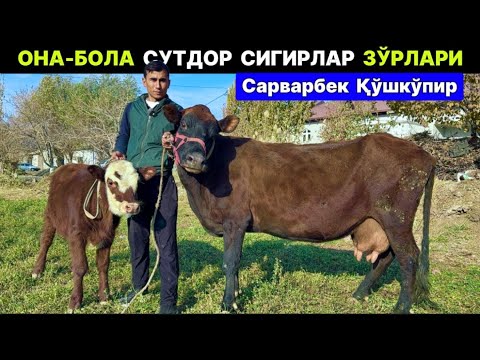 Видео: ОНА-БОЛА БЎҒОЗ СУТДОР СИГИРЛАР Сарварбек Қўшкўпир 18-ноября 2025 г.