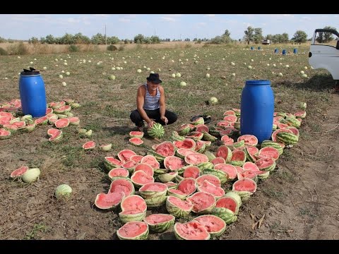 Видео: "Южный поток". Заготовка браги-самогона из арбуза, сорт "Волгоградец" выращенный в бурунах. Самогон.