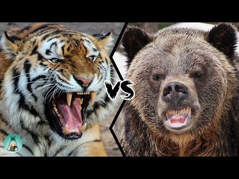 Видео: СИБИРСКИЙ ТИГР VS ГРИЗЛИ — Кто сильнее?